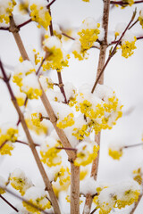 Yellow Blooms Covered in Snow Create a Stunning Winter Wonderland in Serene Surroundings.