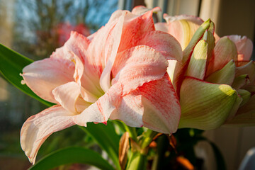 Delicate Blooms of Amaryllis in Soft Morning Light Enhance the Tranquil Indoor Atmosphere With Their Gentle Pink and White Hues.
