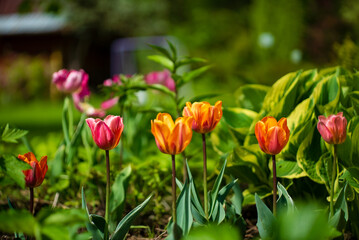 Brightly Colored Tulips Bloom Vibrantly in a Serene Garden Setting, Creating a Picturesque Landscape Filled With Natural Beauty and Tranquility in Early Spring.