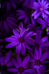 Fototapeta premium Vibrant Purple Daisies Bloom Together in Perfect Harmony, Creating a Lively Display in a Lush Garden During Springtime.