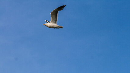 mouette en plein vol 