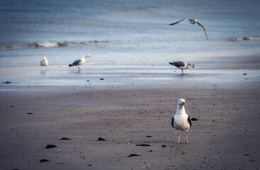 mouettes au bord de l'océan sur une plage de sable