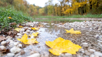 Fototapeta premium Yellow autumn leaves lying on a wet pebble riverbank next to a calm stream in a forest.