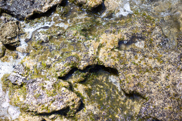 Fantastic close-up shots of green sea moss on rocks with sea waves.