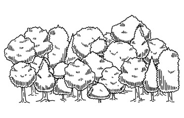 Forest sketch. Drawing pine landscape. Natural outline plant. Doodle drawn tree. Nature park or garden element