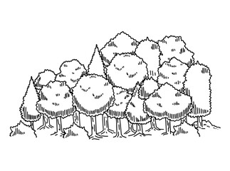 Forest sketch. Drawing pine landscape. Doodle drawn tree. Nature park or garden element. Natural outline plant