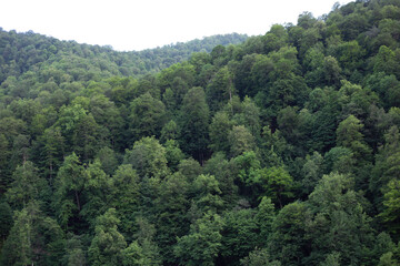 Healthy green trees in the old spruce, fir and pine forest.