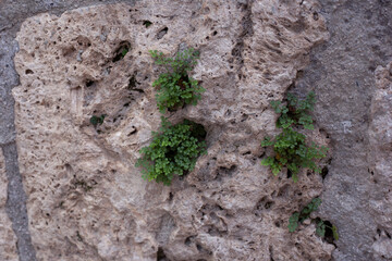 grass in stone wall close up