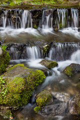 Obraz premium Fern Spring 2