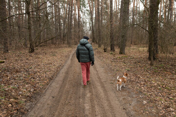 Fototapeta premium A person dressed in a puffy jacket and sweatpants strolls along a dirt path in a wooded area with a small Jack Russell Terrier by their side. The ground is covered in fallen leaves