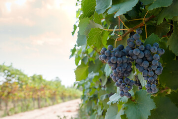 Bunch of black grapes in vineyard