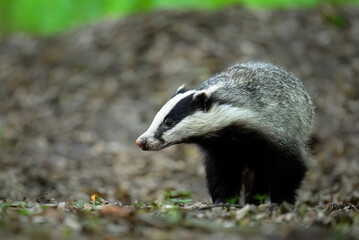 Badger close up ( Meles meles ) © Piotr Krzeslak