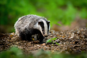 Badger cub close up ( Meles meles ) © Piotr Krzeslak