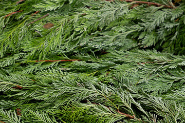 A detailed close-up of coniferous tree branches, with the tips delicately frozen in ice. The frosty, crystalline texture contrasts beautifully with the rich green needles, capturing the serene beauty 
