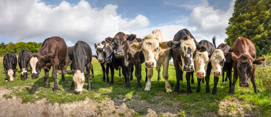 Herd of young cows in a field, panoramic landscape, UK