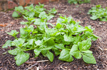 New Zealand spinach plant growing in a garden, UK