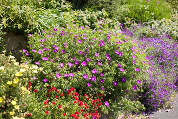 Geranium plant in flower in a UK garden border