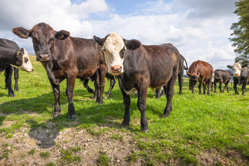 Young Hereford calves in a field, looking at camera, UK