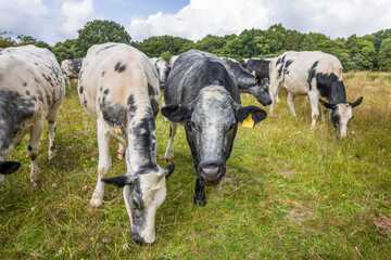 Herd of Blue Albion cows grazing in pasture, Chiltern Hills, UK