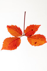 Vibrant Autumn Leaves in Shades of Orange Showcasing Nature's Beauty in a Simple yet Striking Composition.