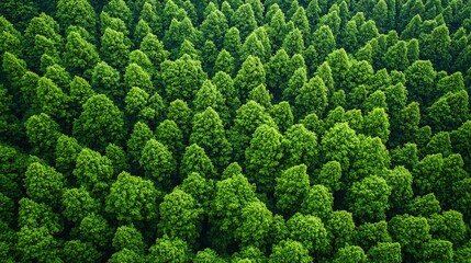 Sustainable business strategies promoting esg in green forests nature aerial view environmental protection