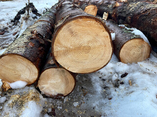 Pile of freshly cut wooden logs on a side of a muddy road in a forest. Forestry industry and...