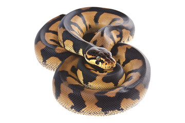 Obraz premium Coiled yellow and black patterned snake, isolated on white transparent background, reptiles or wildlife, symbolizing Chinese Lunar New year