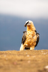 Bearded vulture (Gypaetus barbatus) photographed in Spain