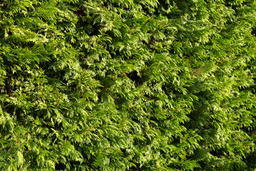 A green spruce fence in a well-maintained garden, with vibrant green foliage creating a natural, tranquil outdoor setting.