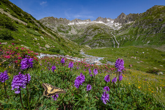 Susten Pass on Swiss Alps with wild flowers Alpine Sweetvetch (Hedysarum hedysaroides) Alps Rose (Rhododendron ferrugineum) and an swollow tail butterfly at the foreground in summer
