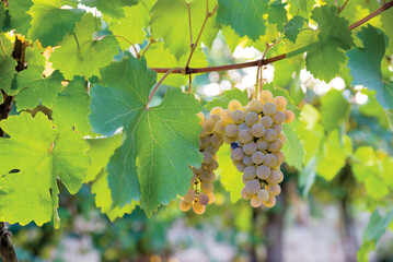 Bunch of ripe white grapes on the vine