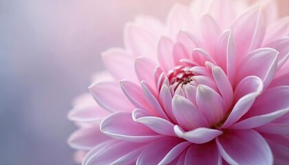 Obraz premium Macro shot of a delicate dahlia with pastel pink and lavender petals, dreamy atmosphere, soft focus, romantic botanical composition 