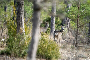 Roe deer (Capreolus capreolus) photographed in Spain