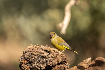 Common Greenfinch (Chloris chloris) photographed in Spain
