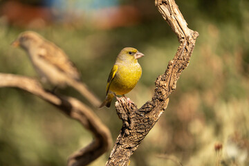 Common Greenfinch (Chloris chloris) photographed in Spain