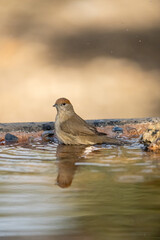 Blackcap (Sylvia atricapilla) photographed in Spain
