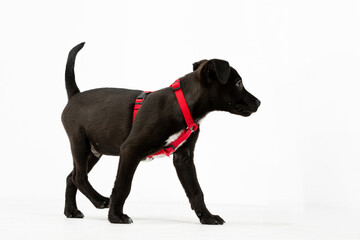 A playful black puppy wearing a vibrant red harness joyfully walking along the path