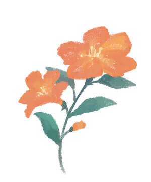 hand drawn flowers
