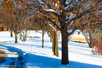 snowfall in a park with a curved plowed trail. a beautiful tranquil winter snow fresh air scene....