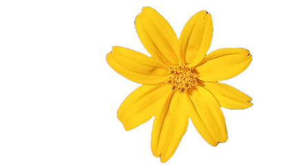 Yellow Flower of the Cerrado,