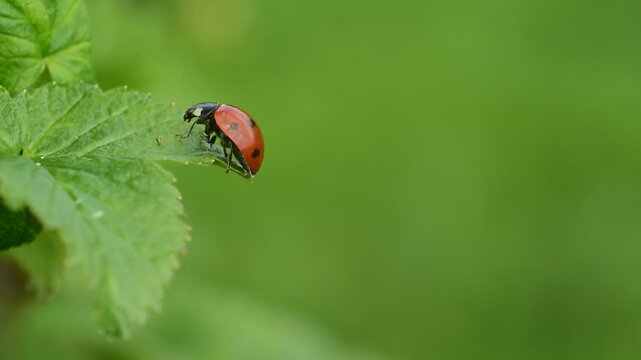 Biedronka, ladybird, owad, owady, biedronki, insekt, insekty