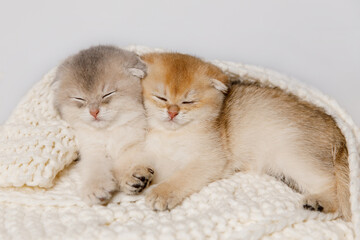 Two kittens peacefully lying on a soft white knitted blanket. A simple and cozy scene perfect for...