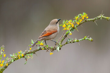 Bay winged Cowbird nesting, in Calden forest environment, La Pampa Province, Patagonia, Argentina.