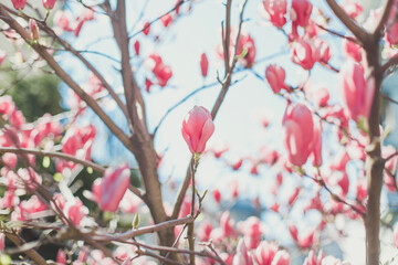 Beautiful pink magnolia blossoms on a tree branch against a bright blue sky. Sunlight enhances the delicate petals, creating a dreamy springtime atmosphere