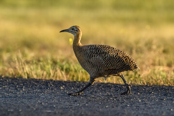 Red winged Tinamou, Rhynchotus rufescens, La Pampa province , Argentina