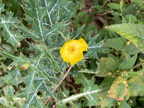 Argemone mexicana is a species of plants in the genus Argemone (Papaveraceae), of American distribution. Native to the Antilles , reaching Chile and Argentina .