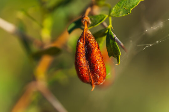 a box of seeds on the bushes. a bunch of seeds on a tree