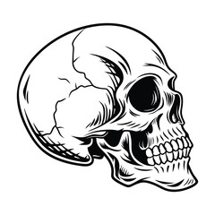 Human skull vector illustration black and white, tatto design concept, detailed vector design isolated on a white background