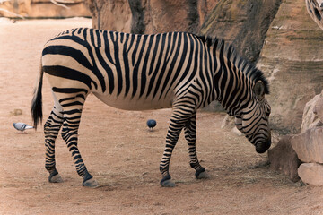 zebra in the zoo