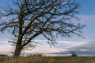 A leaning oak tree with the moon in the evening. 